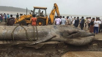 Whale mumbai, Whale alibaug, Blue whale Mumbai, blue whale death mumbai, mumbai beach blue whale death, Blue whale beach mumbai, Blue whale alibaug beach, Mumbai news, india news, latest news, environment news