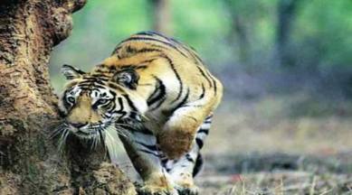 Kankaria Zoo: Nocturnal animals to stay wide awake during the day for visitors | Cities News,The Indian Express Kankaria Zoo: Nocturnal animals to stay wide awake during the day for visitors | Cities News,The Indian Express