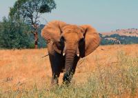 African elephants, PAWS, elephant euthanasia,
