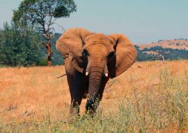 African elephants, PAWS, elephant euthanasia,