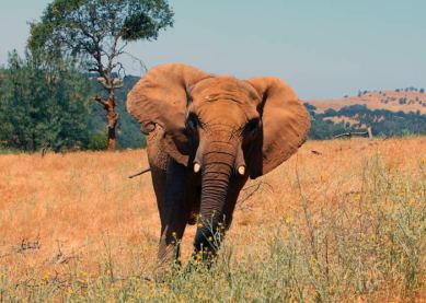 African elephants, PAWS, elephant euthanasia,