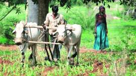 rain, mumbai rain, mumbai monsoon, agriculture, contingency plan, agriculture ministry, mumbai news, city news, local news, maharashtra news, Indian Express