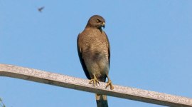 bird-thumb no alt set