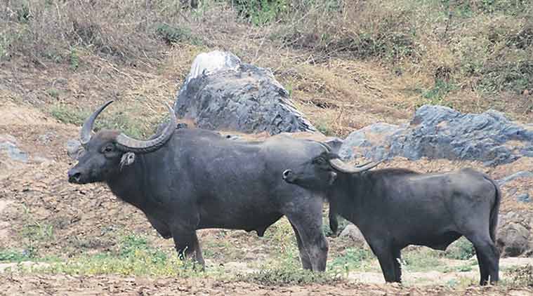 wild water buffaloes, wild buffaloes, Kolamarka wild water buffaloes, Gadchiroli district, wild water buffaloes extinctinction, indian express