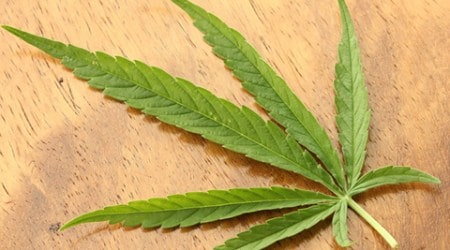 Cannabis, ganja seized from Nawada, cannabis smugglers arrested, Bihar news, India news, latest news, indian express