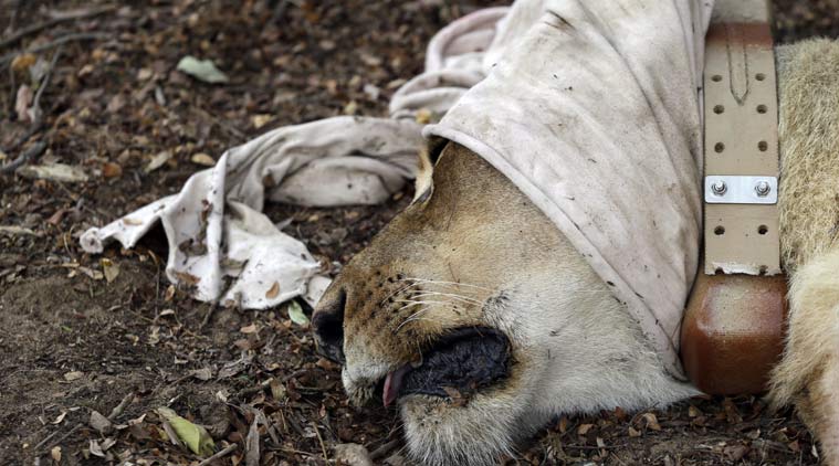 Africa lions, Lion hunting, Lion hunters, Africa lion hunting, Africa lion news, African lions, Cecil lion, Cecil lion killed, World news