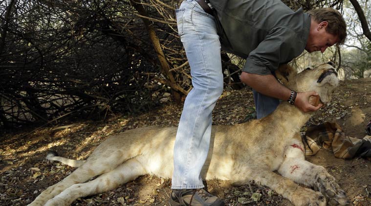 Africa lions, Lion hunting, Lion hunters, Africa lion hunting, Africa lion news, African lions, Cecil lion, Cecil lion killed, World news