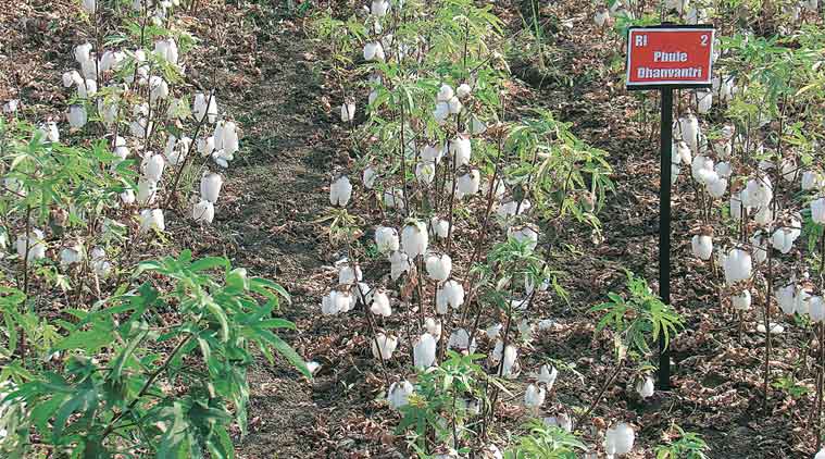 Desi Bt cotton: Will Indian farmers finally see an alternative to Monsanto’s Bollard