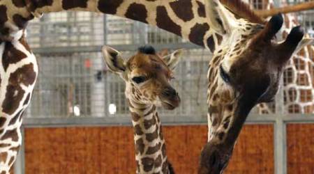 giraffe dies in taiwan, taipei giraffe, Hsiao Chiu giraffe, anxiety kills giraffe, giraffe dies due to anxiety, taiwan zoo giraffe, taiwan zoo accident, giraffe dies taiwan zoo, world news, taiwan zoo news