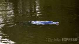 dolphin, dolphin stuck, mumbai dolphin stuck, alibaug dolphin stuck, nagothane dolphin stuck, dolphin dead, dolphin death, mumbai news, india news
