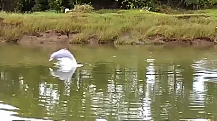 A screenshot from a video showing a dolphin in the Amba river near Alibaug