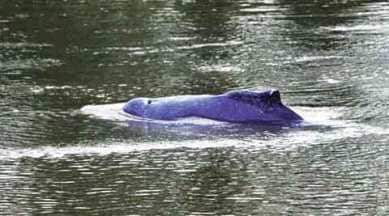 dophins, dolphin in Sindhudurg, Sindhudurg dolphins, mumbai news