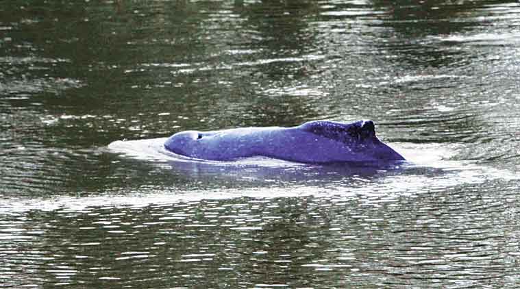 Amba river, stranded dolphin, Nagothane, Alibaug, Mumbai news, maharashtra news, india news, nation news, news