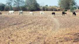 drought, maharashtra drought, drought relief work, CM Devendra Fadnavis, Fadnavis govt, mumbai news, indian express