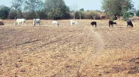 drought, maharashtra drought, drought relief work, CM Devendra Fadnavis, Fadnavis govt, mumbai news, indian express