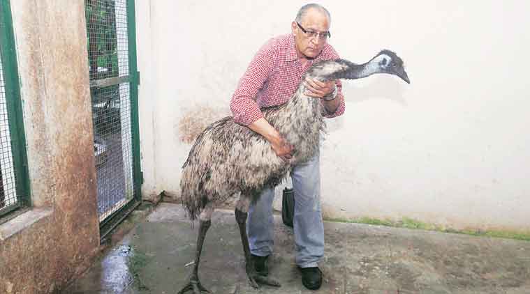 Rescued emu, Bai Sakarbai Dinshaw Petit Hospital, emu caught, Prevention of Cruelty to Animals, SPCA, indian express, mumbai news, Wildlife Protection, city news