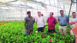 Indian monsoon, MET dept, Osmanabad drought, drought, sugarcane, sugarcane crop, sugarcane farming, Indian farmer, gerbera, gerbera flower, gerbera farming, Indian express