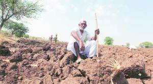 From plate to plough: Losing the pulses