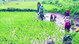 farmer suicide, india farmer suicides, maharashtra farmer suicide, marathwada farmer suicides, india news, maharashtra news, mumbai news