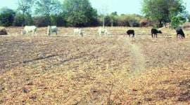 ldf, ldf govt land, kerala govt land, kerala ldf, ldf govt land, india news, indian express news