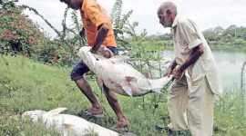 Dead fish, Dhanas lake, UT Forest and Wildlife Department Dead fish Dhanas lake, Chandigarh news