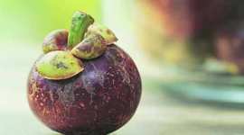garcinia-thumb Garcinia Indica, Kokum tree, hydroxycitric acid, Health news