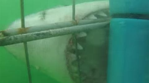 great white shark , great white shark captured, great while shark killed, great white shark died, great white shark in aquarium