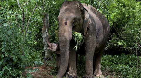 Assamese School Girl Sex Movie - Radio collars to study migration behaviour of Kaziranga elephants | India  News,The Indian Express