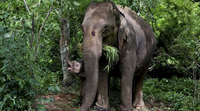 To save Indian elephant corridors from humans, a £20 million global