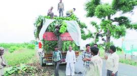 banana republics, Jalgaon, Jalgaon banana cultivation, Jalgaon Maharashtra, Jalgaon banana republic, banana cultivation, Jalgaon banana production, India latest news