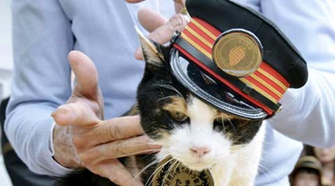 Cat stationmaster Tama mourned in Japan, elevated as goddess