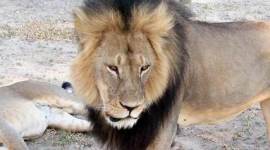 cecil, cecil the lion, #cecilthelion, cecil lion killed, zimbabwe lion killed, us man kill lion, american kill lion, lion, lion killed, zimbabwe lion killed, man kills lion, man kill lion, dentist kill lion, dentist kills lion, usa, american kills lion, american kills lion, lion hunt, bloomington news, world news