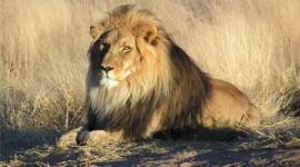 lion. lion killed, zimbabwe lion killed, man kills lion, man kill lion, dentist kill lion, dentist kills lion, usa, american kills lion, american kills lion, lion hunt, bloomington news, world news