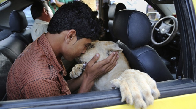 Pair of young lions kept as pets by Gaza family returned to wildlife sanctuary