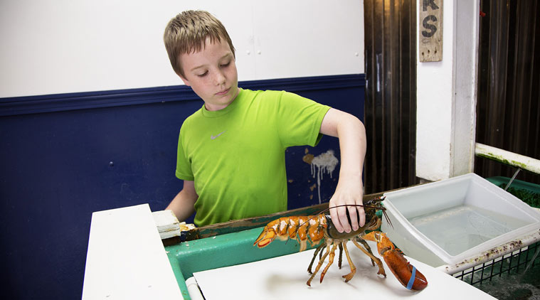 In a Monday, July 6, 2015 photo, Ted Hyatt, 12, of New Fairfield, Conn. handles a orange-brown split colored lobster at the Pine Point Fisherman's Co-Op in Scarborough, Me. According to research by the Lobster Institute, the chances of finding a split-colored lobster is one in 50 million. Only the albino lobster, one in 100 million, is rarer than the split colored lobster, according to the institute. (Yoon S. Byun/Portland Press Herald via AP) ONLINE OUT, ARCHIVE OUT
