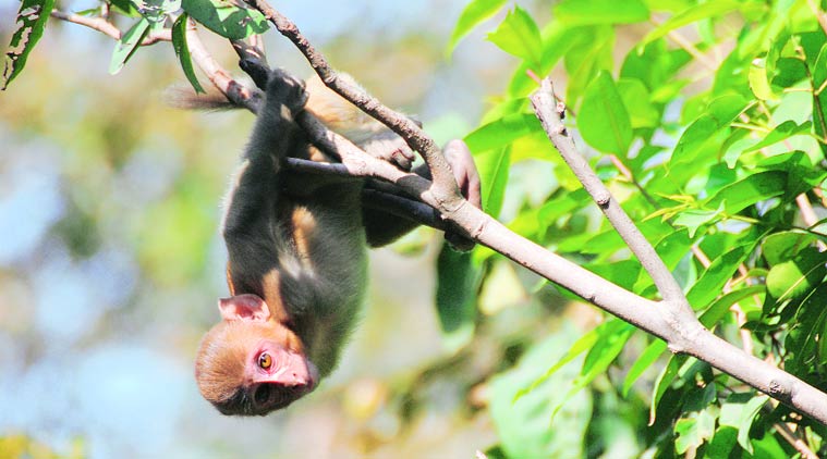 The funny thing is that scientists say no one really knows why animals play