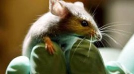 rat menace, Mohali rat menace, Mohali rat intrusion, Mohali Municipal Corporation, indian express news