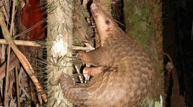 Thailand cops, pangolin scales seizure, poaching case, Natural Resources and Environment Crime Division, pangolin scale trade, Thailand pangolin scale trade, world news, indian express news