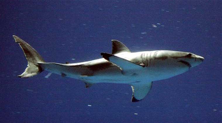 Australia, Australian man Dies, Shark attack in Australia, New Caledonia, Maritime Rescue Coordination Center, International news, Latest news, world news,