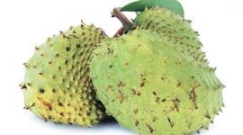 Soursops-480 no alt set