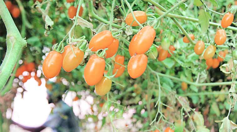 (Express Photo by: Gurmeet Singh)