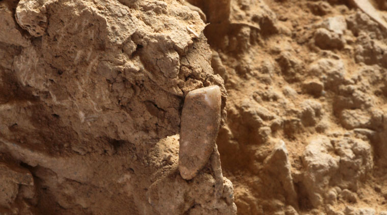 prehistoric Tooth, Ancient tooth, old tooth, Old human tooth, prehistoric human tooth, World news
