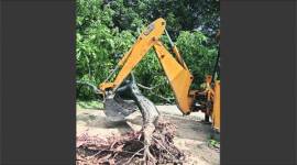 delhi high court, delhi govt, AAP, Arvind Kejriwal, AAP govt, felling trees, delhi news, indian express