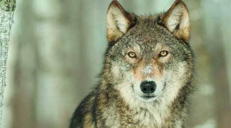 Sunderbans, Wolf spotted in Sunderbans, Sunderbans news, Indian Wildlife news, Wildlife in India, India news, national news, latest news, India news,
