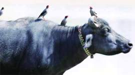 beef ban, beef ban maharashtra, maharashtra beef ban, beef ban news,beef ban case, india news