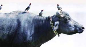 Here’s why India is set to lose status of world’s largest beef exporter