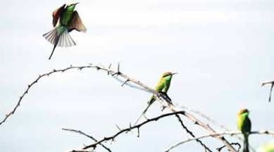 migratory birds, Sultanpur bird sanctuary, birds migration, delhi news