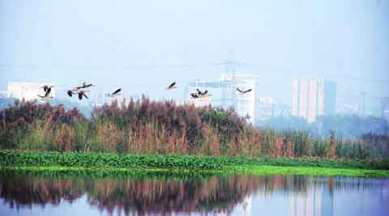 Okhla Bird Sanctuary, National Board of Wildlife, Bird Sanctuary NCR, eco-sensitive zone, NCR construction projects, Bird sanctuary construction projects, Delhi news, NCR news