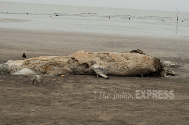 blue whale, blue whale maharashtra beach, blue whale carcass, whale maharashtra, blue whale stranded, mumbai news, india news