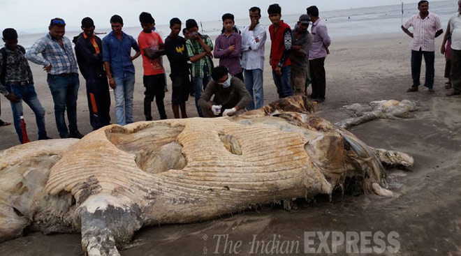 15 foot-long decomposed body of blue whale found at Maharashtra beach ...